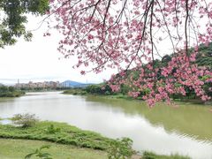 -风云岭森林公园