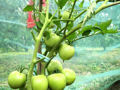 -樂桃源奉贤黄桃种植采摘基地