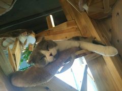 -共舞时光猫咖·狗咖(新街口店)