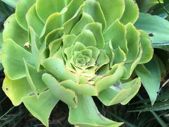 -墨尔本皇家植物园