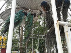 -东部华侨城