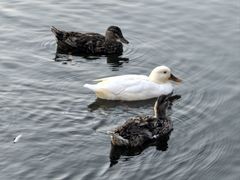 -吉林大学(前卫南校区)