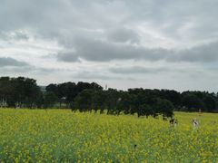 -光明小镇欢乐田园