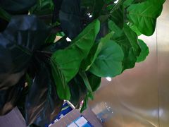 -青花椒花椒鱼(合生汇店)