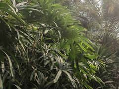 -石家庄市植物园