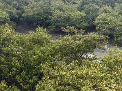 -北海金海湾红树林生态旅游区