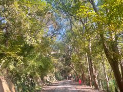 -上海佘山国家森林公园西佘山园