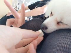 -怪兽屋·羊驼·猫咖·狗咖(俊华广场店)