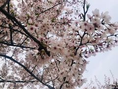 -高东镇樱花园