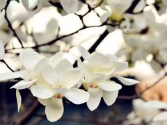 -东莞植物园