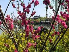 -南汇桃花村