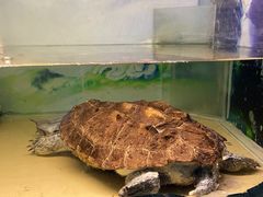 -上海大自然野生昆虫馆