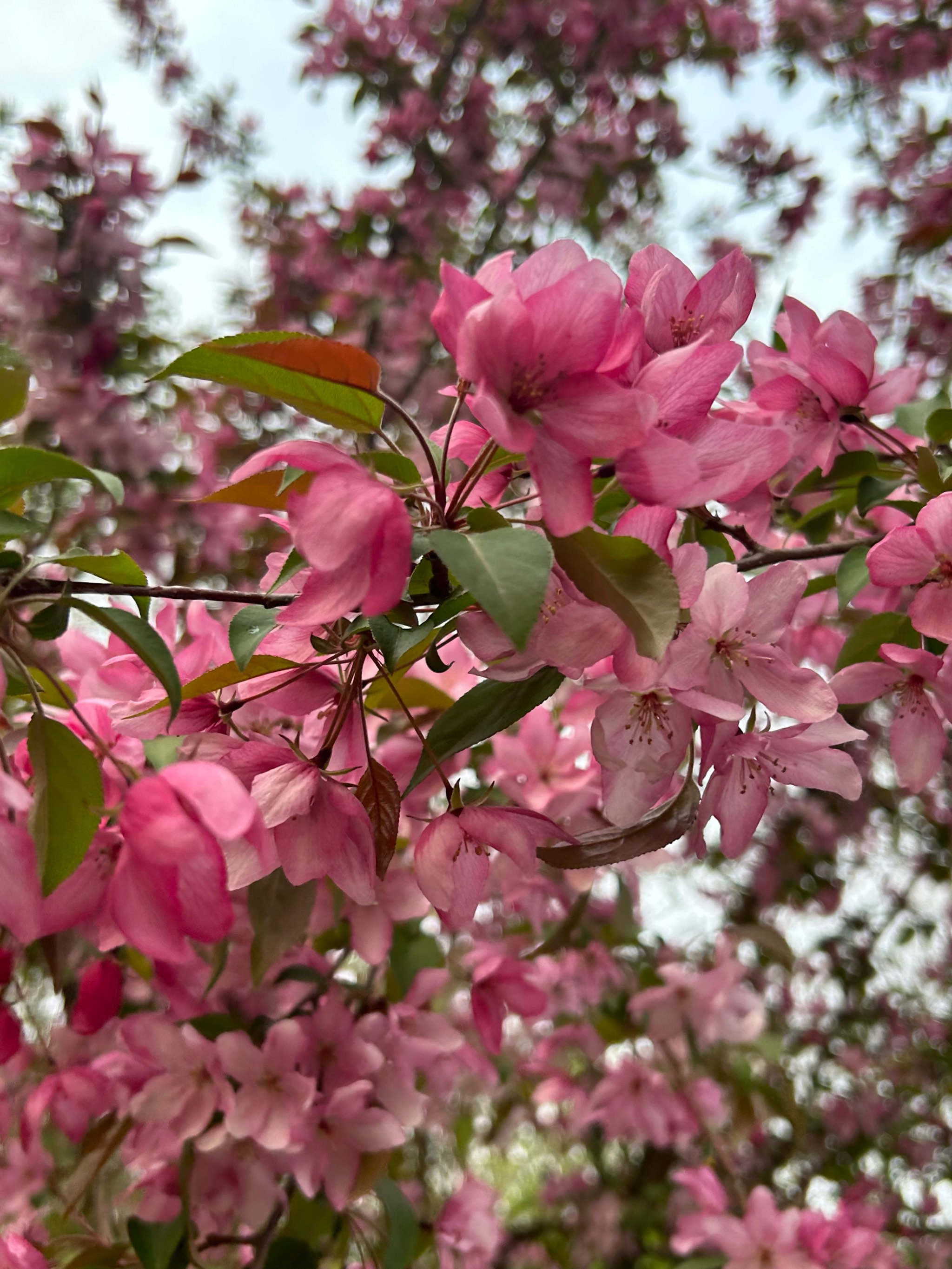 海棠花开花过程图片