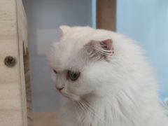 -喵宠乐园·撸猫互动·猫舍