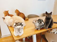 -有喵·猫咖·狗咖·30几只猫10只小狗(岗厦店)