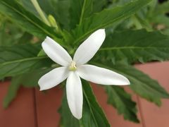 -广州神农草堂中医药博物馆