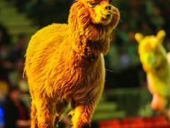 -常州淹城野生动物世界