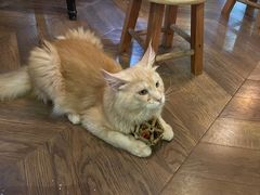 -蓝鲸·缅因猫舍