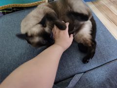 -米苏动物医院·犬猫专科·骨科外科内窥镜