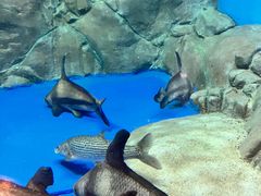-上海海洋水族馆
