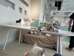 -怪兽屋·羊驼·猫咖·狗咖(俊华广场店)