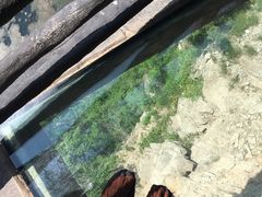 -十渡高山漂流