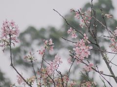 -狐尾山公园