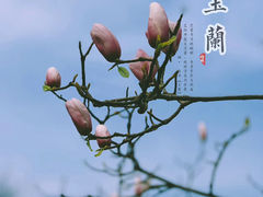 -城市阳台