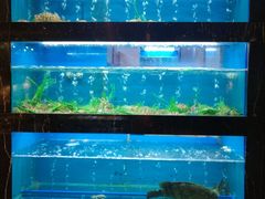 -海玥荟海鲜姿造自助餐厅(欧罗巴广场店)