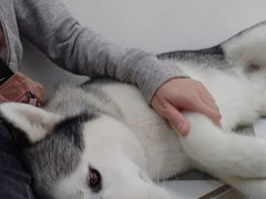 -星多哈·狗咖·拼豆·咖啡