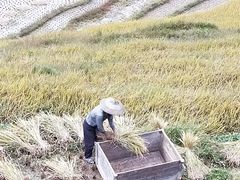 -紫鹊界梯田景区