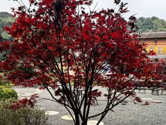 -美食村花园餐厅