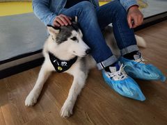 -Husky Go! 哈士奇体验馆·宠物咖啡厅狗咖