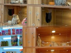 -猫十亿·布偶金渐层·曼基康矮脚猫舍(青年路店)