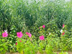 -大兴滨河森林公园