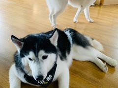 -Husky Go! 哈士奇体验馆·宠物咖啡厅狗咖