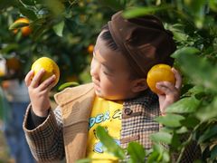 -前小桔亲子创意农场·草莓采摘·露营烧烤