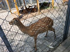 -长白岛森林公园