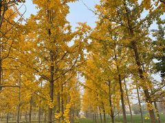 -汉长安城未央宫国家考古遗址公园