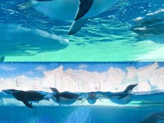 -海合安天津极地海洋公园