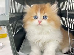 -lincat·猫舍(广州店)