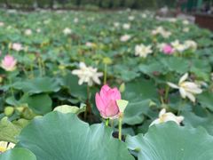 -莲花池公园