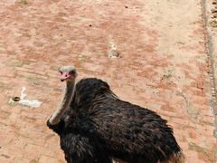 -鄂尔多斯野生动物园