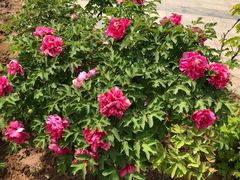 -洛阳市隋唐城遗址植物园