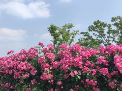 -金银湖国家城市湿地公园