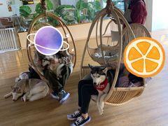 -Husky Go! 哈士奇体验馆·宠物咖啡厅狗咖