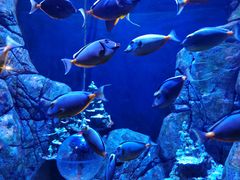 -成都浩海立方海洋公园