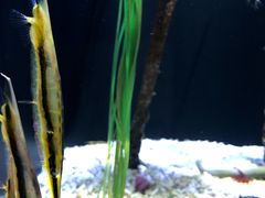 -西雅图水族馆
