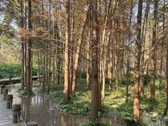 -桤木河湿地公园