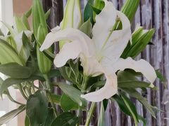 -Dragonfly悠庭·按摩Spa(浦东嘉里城店)
